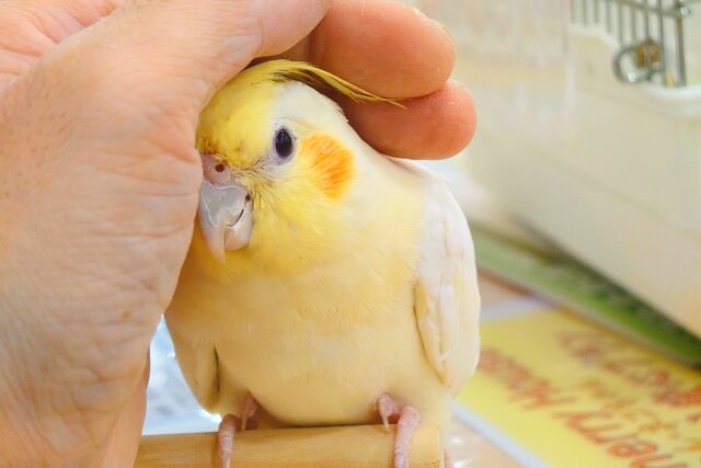 オカメインコ