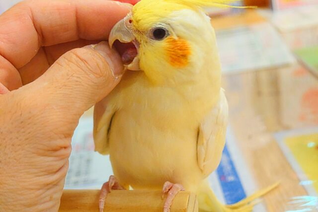 オカメインコ