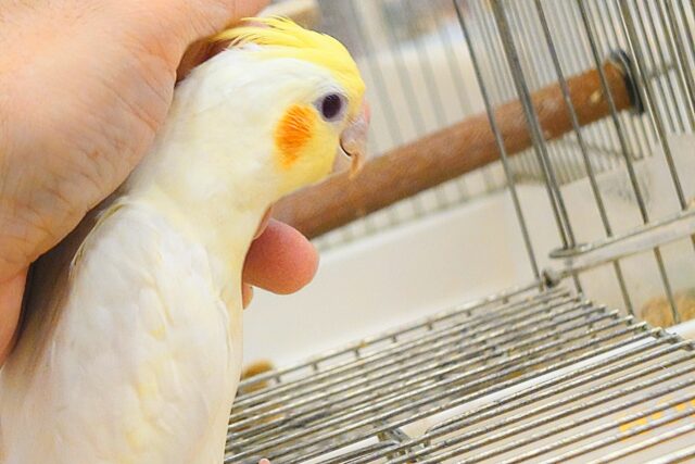 オカメインコ