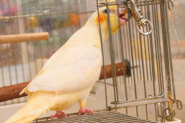 オカメインコ