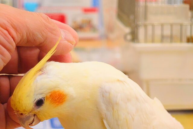 オカメインコ