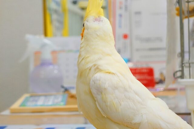 オカメインコ
