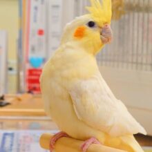 遊び相手さん！　ぼしゅう中～♪　オカメインコ　ルチノー～～
