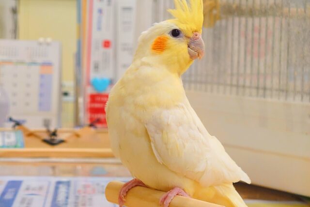 遊び相手さん！　ぼしゅう中～♪　オカメインコ　ルチノー～～
