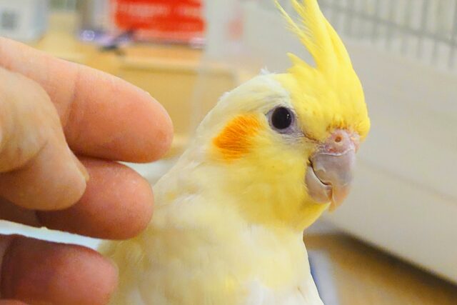 オカメインコ