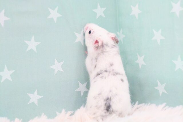 ゴールデンハムスター