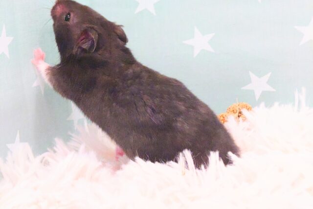 ゴールデンハムスター