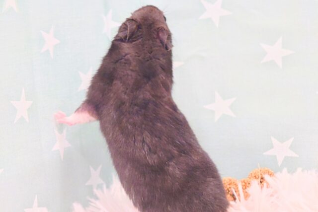 ゴールデンハムスター