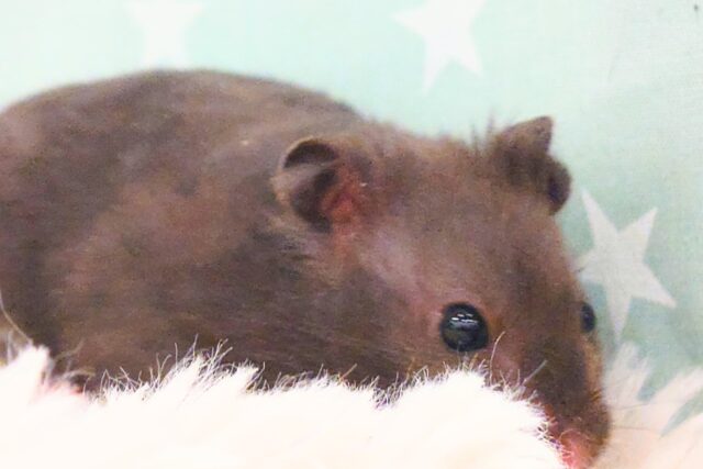 ゴールデンハムスター
