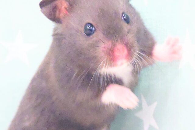 あふれるーーばでぃ(*´ω｀*)　クロクマハムスター～～