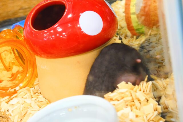 ゴールデンハムスター