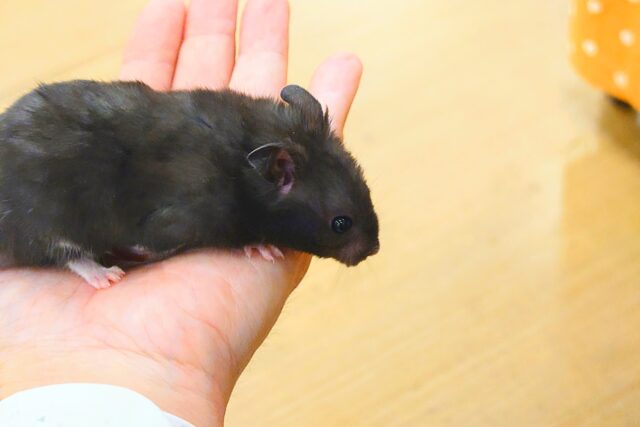 ゴールデンハムスター
