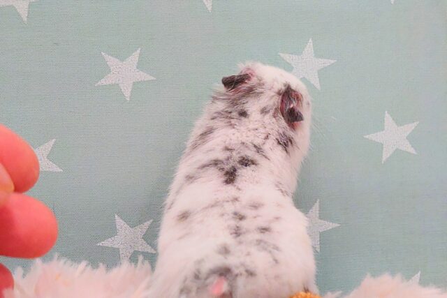 ゴールデンハムスター