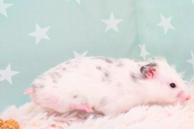 ゴールデンハムスター