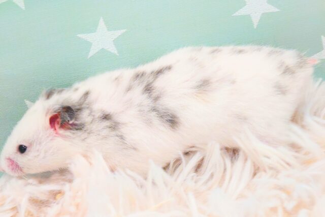 ゴールデンハムスター