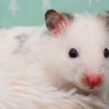 白と黒ぷちの可愛いコっ☆彡　クロクマハムスター〜〜