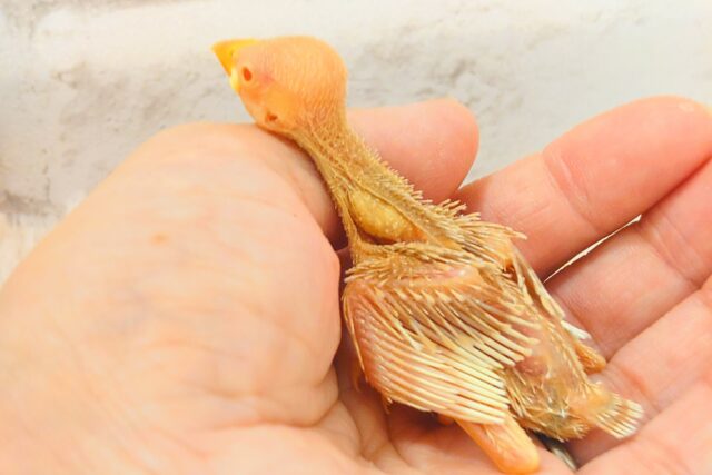 アルビノ文鳥