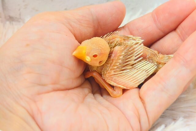アルビノ文鳥
