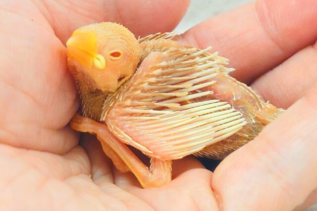 アルビノ文鳥