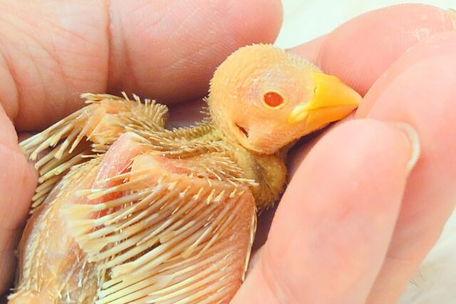 アルビノ文鳥