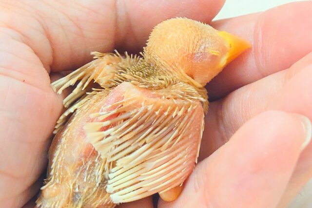 アルビノ文鳥