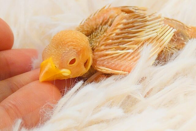 透き通る赤目さん☆　吸い込まれてください♪アルビノ文鳥〜〜