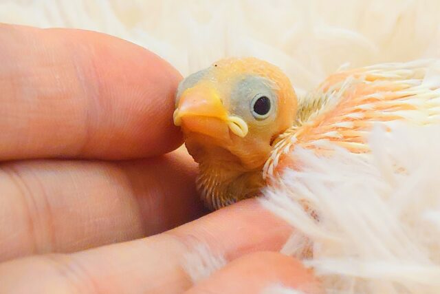 白文鳥