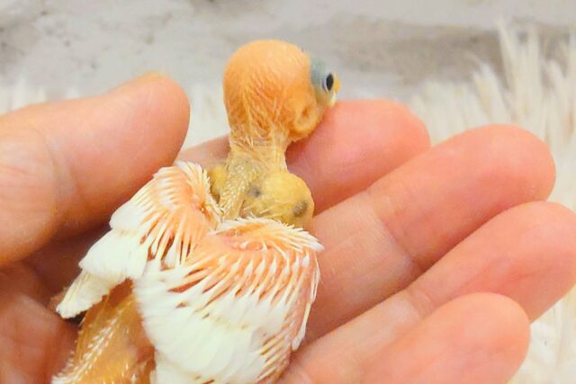 白文鳥
