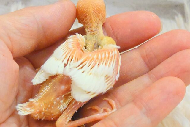 白文鳥