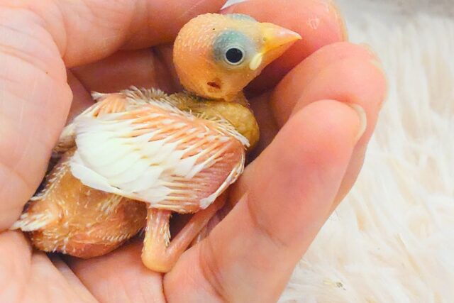 白文鳥