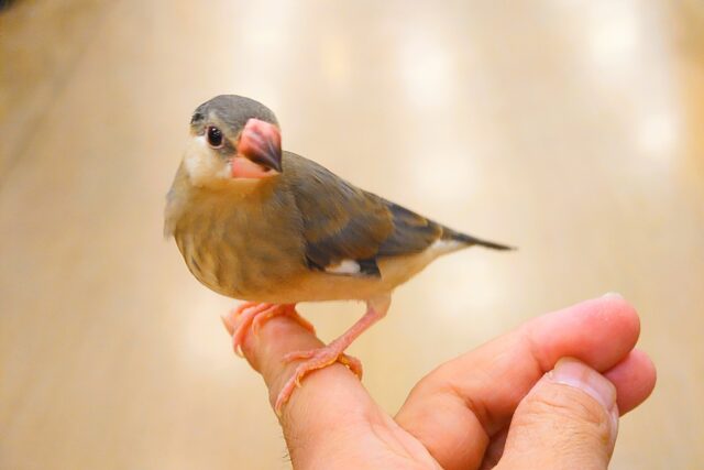 桜文鳥