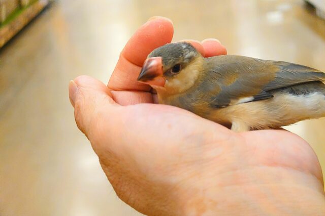桜文鳥