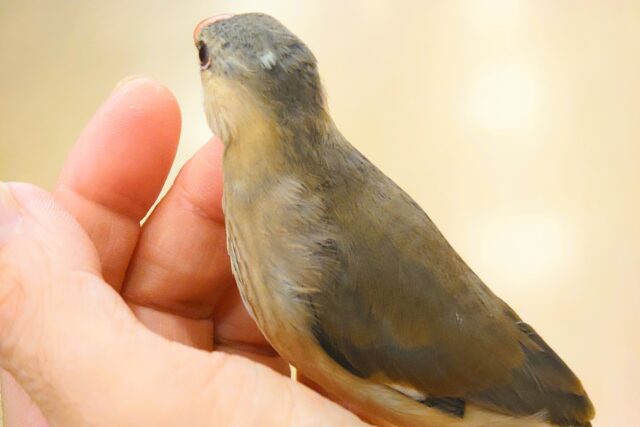 桜文鳥