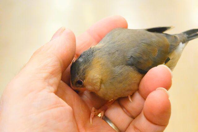 桜文鳥
