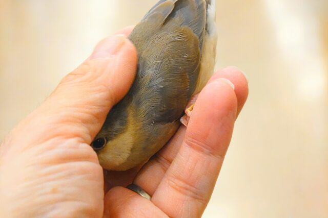 桜文鳥
