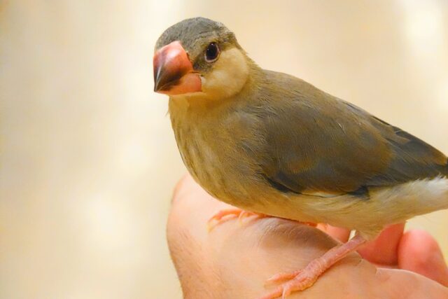 桜文鳥