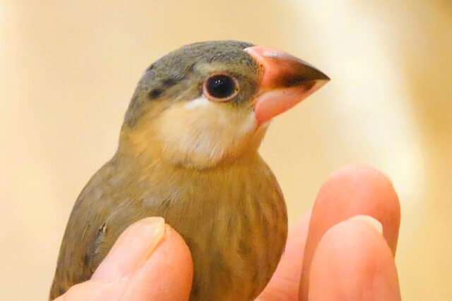 桜文鳥