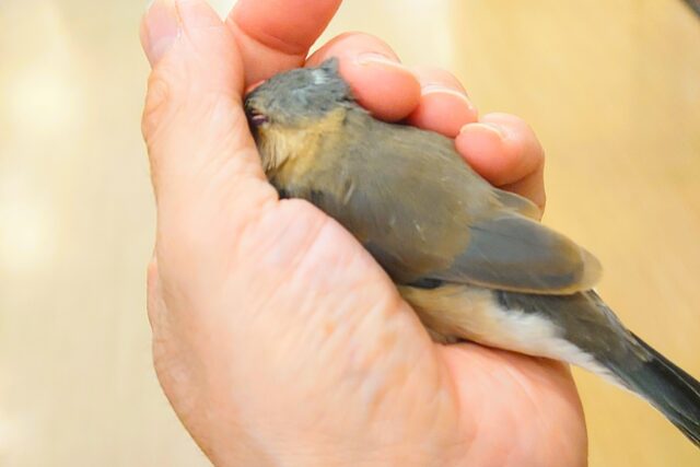 桜文鳥