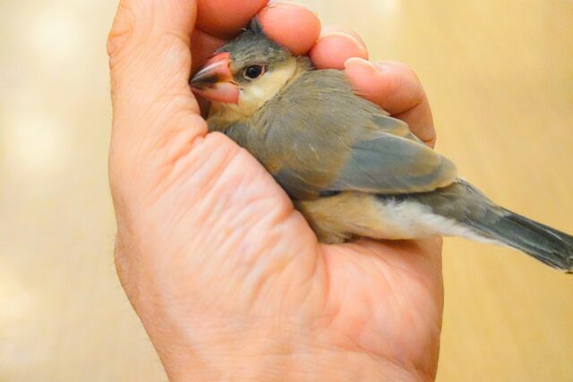 桜文鳥