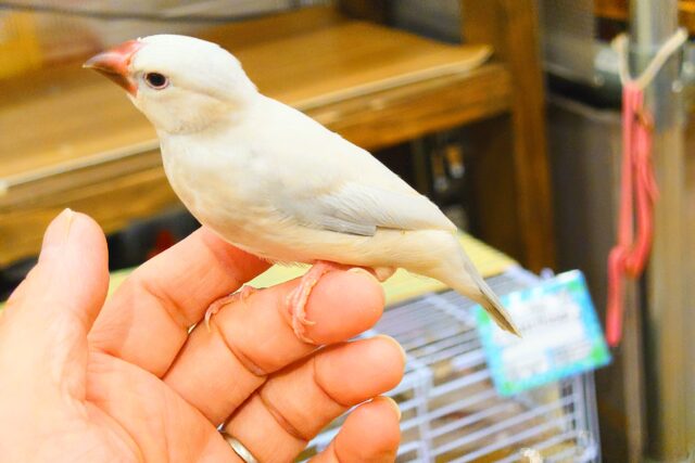 シルバー文鳥