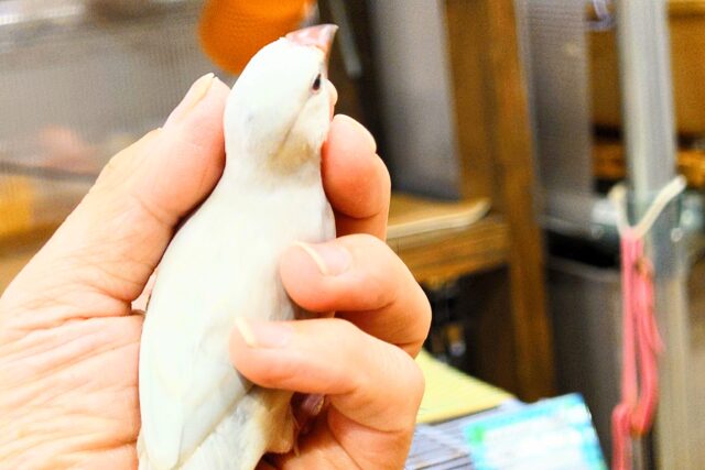 シルバー文鳥