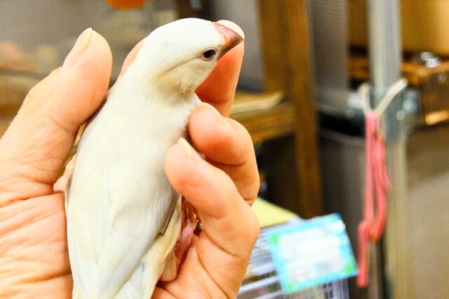 シルバー文鳥