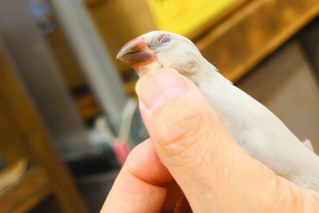 シルバー文鳥