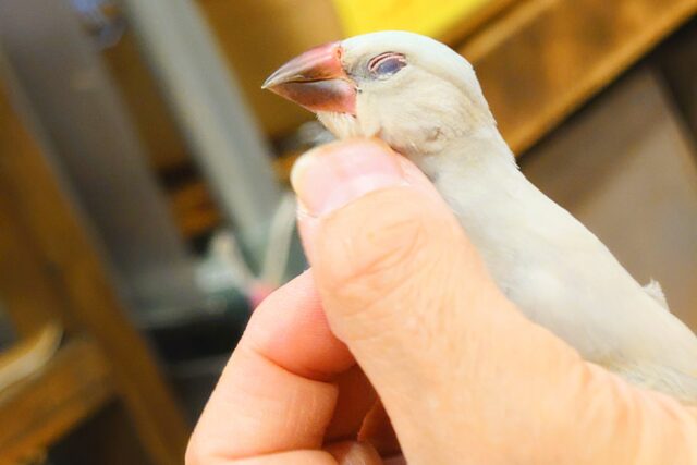 最新画像になります☆　あまさに酔ってしまうかも。。。🧚シルバー文鳥