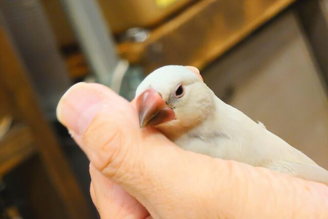 シルバー文鳥