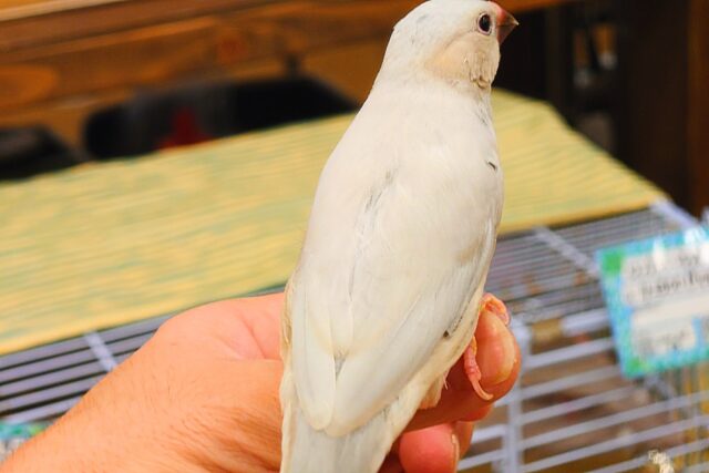 シルバー文鳥