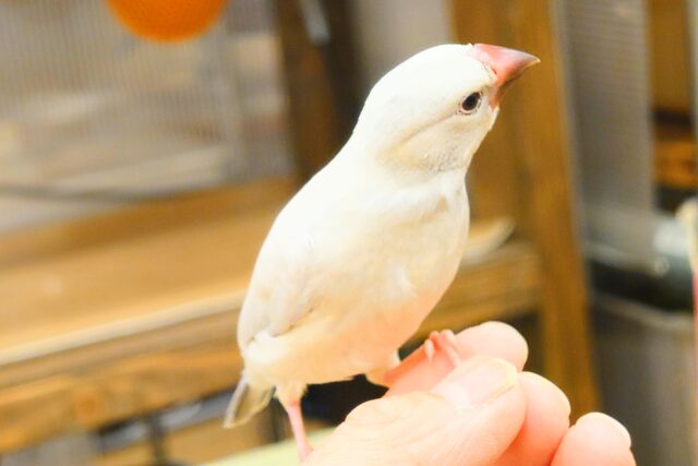 シルバー文鳥