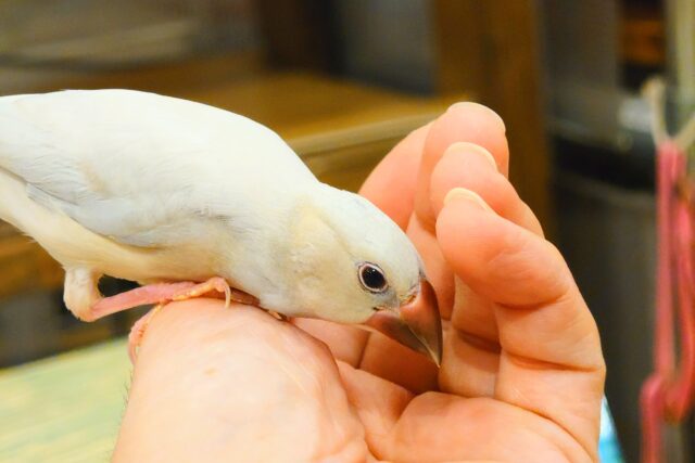シルバー文鳥