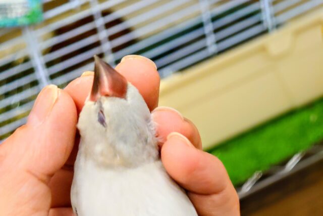 シルバー文鳥