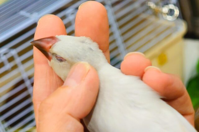 シルバー文鳥